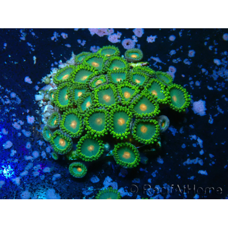 WYSIWYG - Zoanthus 14S4 Mariculture Indo Acclimaté sous led