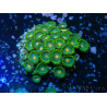 WYSIWYG - Zoanthus 14S4 Mariculture Indo Acclimated under LED