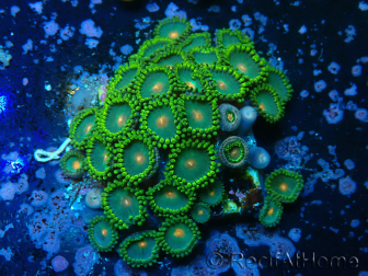 WYSIWYG - Zoanthus 14S5 Maricultura Indo Aclimatado bajo led