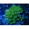 WYSIWYG - Zoanthus 14S5 Mariculture Indo Acclimated under LED