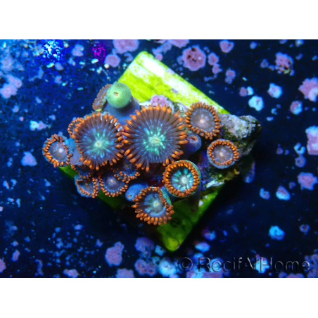 WYSIWYG - Zoanthus 14S6 Mariculture Indo Acclimaté sous led