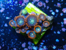 WYSIWYG - Zoanthus 14 Maricultura Acclimatado bajo LED