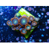 WYSIWYG - Zoanthus 14 Maricoltura Indo Acclimatato sotto led
