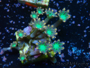 WYSIWYG Clavularia sp 20K4