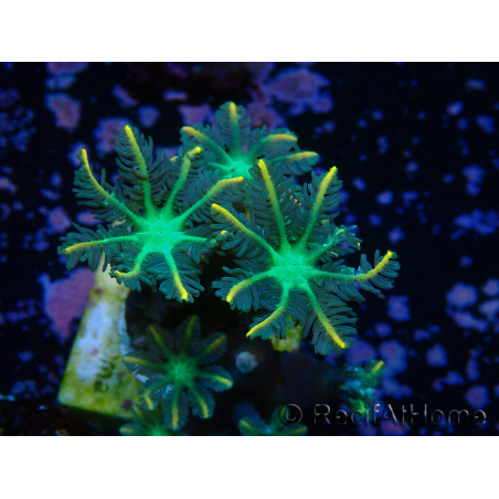 WYSIWYG Clavularia sp 20D6