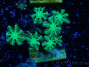WYSIWYG Clavularia sp 20M2