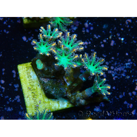WYSIWYG Clavularia sp 20M4