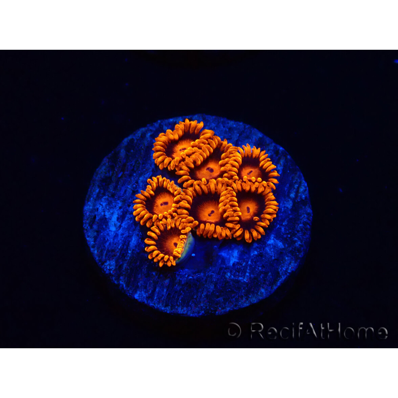WYSIWYG - Zoanthus Bambam 30G2