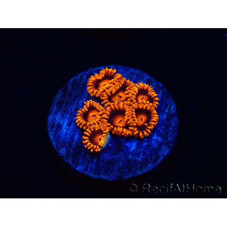 WYSIWYG - Zoanthus Bambam 30A