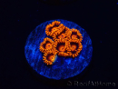 WYSIWYG - Zoanthus Bambam 30G2