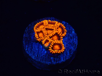 WYSIWYG - Zoanthus Bambam 30A
