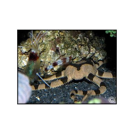 Ophiolepis superba