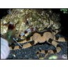 Ophiolepis superba