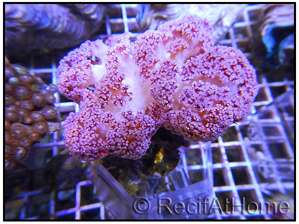 WYSIWYG Dendronephthya sp.