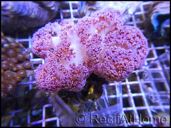 WYSIWYG Dendronephthya sp.