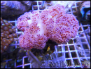WYSIWYG Dendronephthya sp.