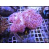 WYSIWYG Dendronephthya sp.