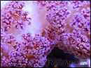 WYSIWYG Dendronephthya sp.