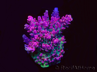 WYSIWYG RAH Acropora hyacinthus Pink Planet 5B7