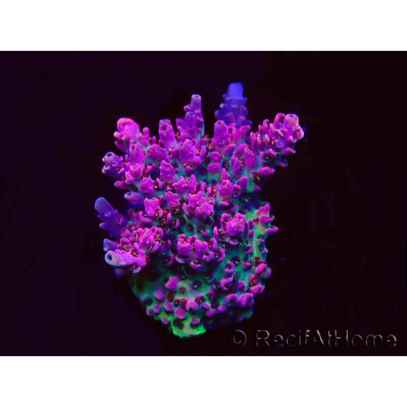 WYSIWYG RAH Acropora hyacinthus Pink Planet 5B7