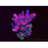 WYSIWYG RAH Acropora hyacinthus Pink Planet