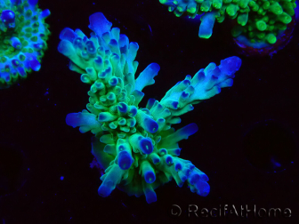 WYSIWYG RAH Acropora austera teal 5F6