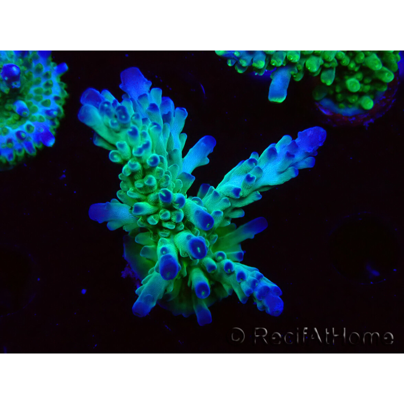 WYSIWYG RAH Acropora austera teal 5F6