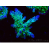 WYSIWYG RAH Acropora austera teal 5F6