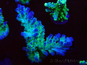 WYSIWYG RAH Acropora austera teal 5F7