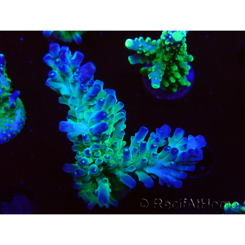 WYSIWYG RAH Acropora austera teal 5F7