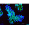 WYSIWYG RAH Acropora austera teal 5F7