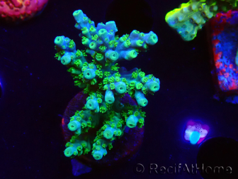 WYSIWYG RAH Acropora Hematoma 5J2