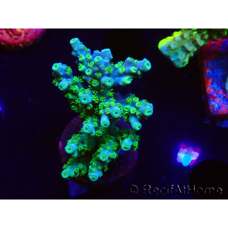 WYSIWYG RAH Acropora Hematoma 5J2