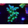 WYSIWYG RAH Acropora Hematoma 5J2