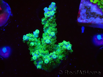 WYSIWYG RAH Acropora Hematoma 5J3