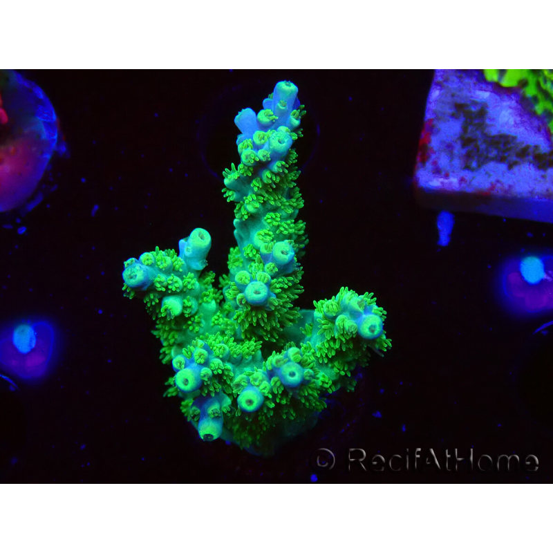 WYSIWYG RAH Acropora Hematoma 5J3