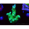 WYSIWYG RAH Acropora Hematoma 5J3