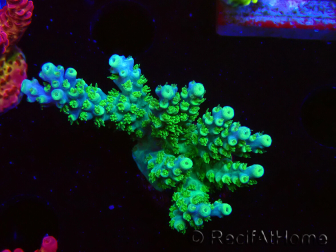 WYSIWYG RAH Acropora Hematoma 5J4