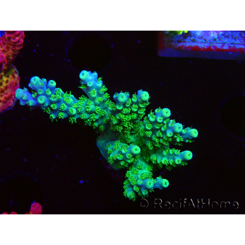 WYSIWYG RAH Acropora Hematoma 5J4