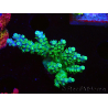 WYSIWYG RAH Acropora Hematoma 5J4