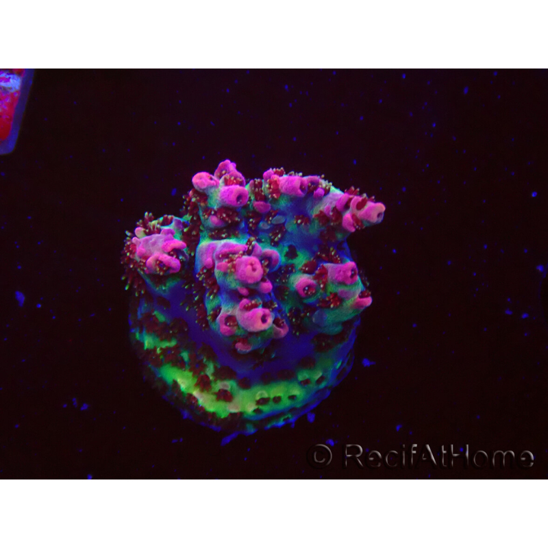 WYSIWYG RAH Acropora hyacinthus Red Planet 5M10