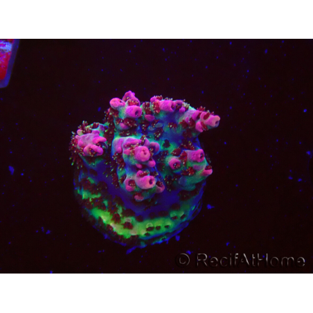WYSIWYG RAH Acropora hyacinthus Red Planet 5M10
