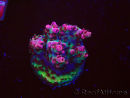 WYSIWYG RAH Acropora hyacinthus Planeta Rojo 5A2