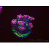 WYSIWYG RAH Acropora hyacinthus Red Planet 5M10