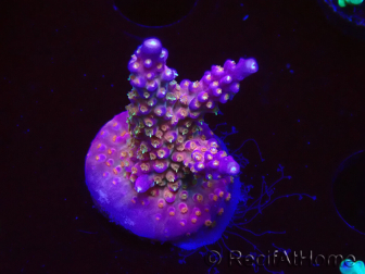 WYSIWYG RAH Acropora donei Bastone di Merlino 5M1