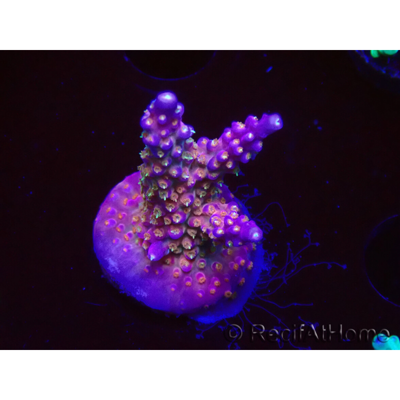 WYSIWYG RAH Acropora donei Bastón de Merlín 5M1