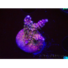 WYSIWYG RAH Acropora donei Merlin's Stab 5M1