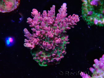 WYSIWYG RAH Acropora hyacinthus Pink Planet 5B7