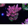 WYSIWYG RAH Acropora hyacinthus Pink Planet
