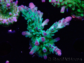 WYSIWYG RAH Acropora austera teal 5F6